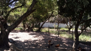 Terreno no Manu Manoela - Cajueiros, Interior